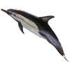 dolfijn.jpg